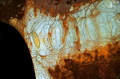 lasalle paint peel � Dave Hickey (hicspix)